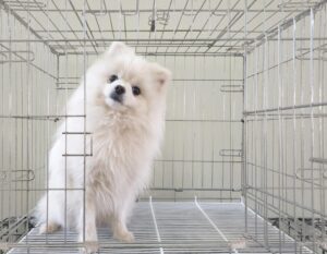 위더스 동물보호센터에서 03월 24일 발견해서 보호하고 있는 강아지 정보안내.