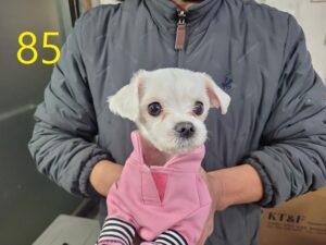 신영재동물병원에서 03월 24일 발견해서 보호하고 있는 강아지 정보입니다.