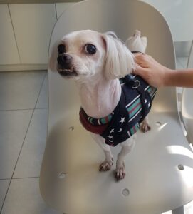 조재진동물병원에서 03월 24일 발견해서 보호하고 있는 강아지 정보입니다.