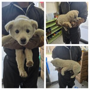 당진시동물보호소에서 보호하고 있는 유기된 강아지안내드립니다.