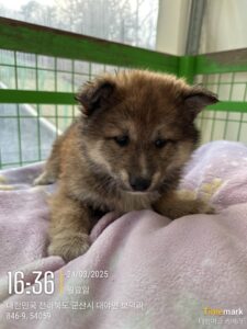 군산유기동물보호센터에서 03월 25일 발견해서 보호하고 있는 강아지 정보입니다.
