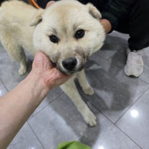 펫앤쉘터동물병원에서 03월 25일 발견해서 보호하고 있는 강아지 정보안내.