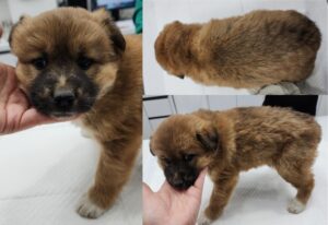 서산시 동물보호센터에서 보호중인 유기된 강아지소개합니다.