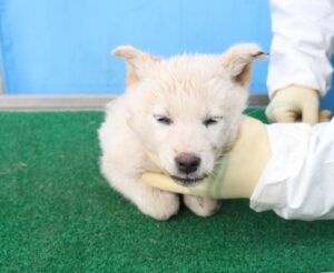 제주 동물보호센터에서 03월 25일 발견해서 보호하고 있는 강아지 정보입니다.