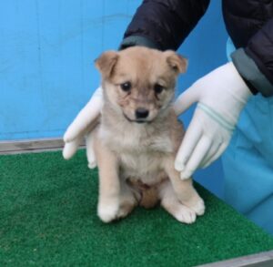 제주 동물보호센터에서 03월 25일 발견해서 보호하고 있는 강아지 정보.