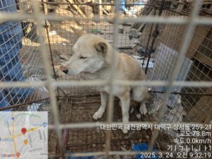 대전동물보호센터에서 03월 25일 발견해서 보호하고 있는 강아지 정보.