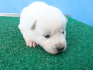 제주 동물보호센터에서 보호하고 있는 유기된 강아지안내합니다.