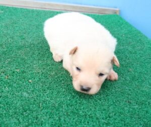 제주 동물보호센터에서 보호중인 유기된 강아지안내합니다.