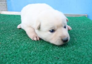 제주 동물보호센터에서 03월 25일 발견해서 보호하고 있는 강아지 정보.