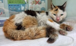 산타클라라동물병원에서 보호중인 유기된 고양이입니다.