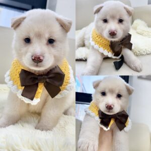 경주동물사랑보호센터에서 보호중인 유기된 강아지안내.