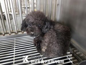 한국동물구조관리협회에서 03월 25일 발견해서 보호하고 있는 강아지 정보.