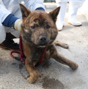 제주 동물보호센터에서 03월 26일 발견해서 보호하고 있는 강아지 정보입니다.