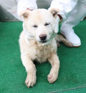 제주 동물보호센터에서 보호하고 있는 유기된 강아지입니다.