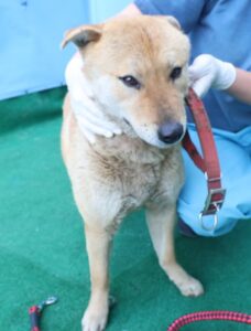 제주 동물보호센터에서 보호중인 유기된 강아지안내.