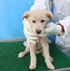 제주 동물보호센터에서 03월 26일 발견해서 보호하고 있는 강아지 정보.