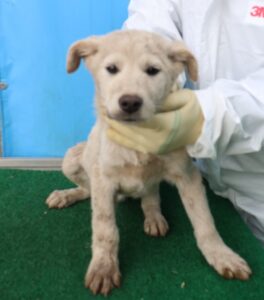 제주 동물보호센터에서 03월 26일 발견해서 보호하고 있는 강아지 정보안내.