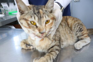 제주 동물보호센터에서 03월 26일 발견해서 보호하고 있는 고양이 정보안내.