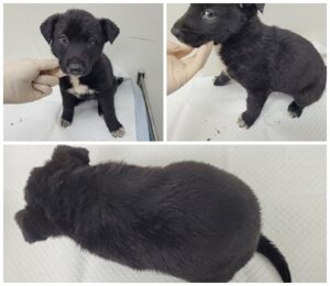 논산시 동물보호센터에서 보호하고 있는 유기된 강아지안내합니다.
