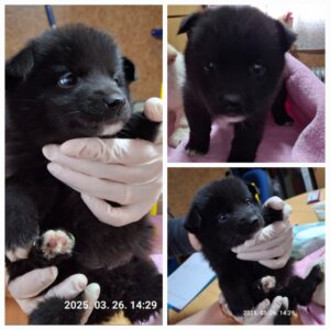 유기동물보호소에서 보호하고 있는 유기된 강아지소개합니다.
