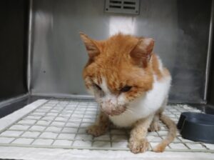 효자동물병원에서 보호중인 유기된 고양이안내드립니다.