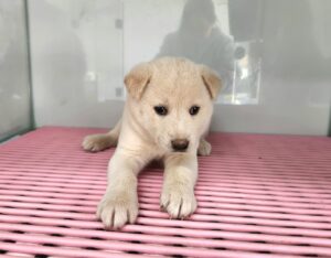 광주TNR동물병원초월에서 03월 27일 발견해서 보호하고 있는 강아지 정보입니다.