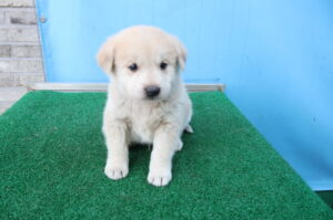 제주 동물보호센터에서 03월 27일 발견해서 보호하고 있는 강아지 정보.