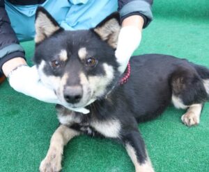 제주 동물보호센터에서 03월 27일 발견해서 보호하고 있는 강아지 정보입니다.