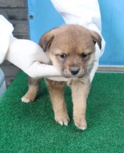 제주 동물보호센터에서 보호중인 유기된 강아지안내.