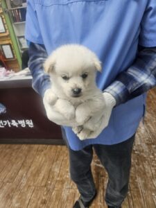 정선가축병원에서 03월 28일 발견해서 보호하고 있는 강아지 정보안내.