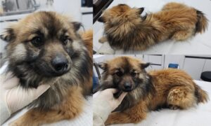 서산시 동물보호센터에서 보호중인 유기된 강아지입니다.