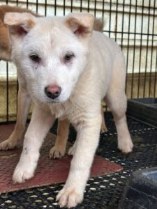 반려동물보호센터에서 보호하고 있는 유기된 강아지안내합니다.