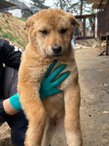 반려동물보호센터에서 보호하고 있는 유기된 강아지입니다.