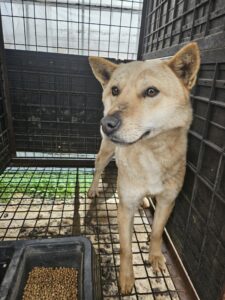 반려동물보호센터에서 03월 28일 발견해서 보호하고 있는 강아지 정보안내.