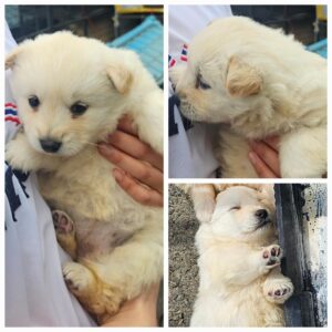 유기동물보호소에서 03월 28일 발견해서 보호하고 있는 강아지 정보안내.