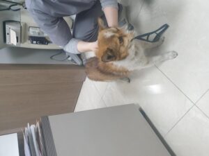 대구시수의사회(평리)에서 보호하고 있는 유기된 강아지안내드립니다.