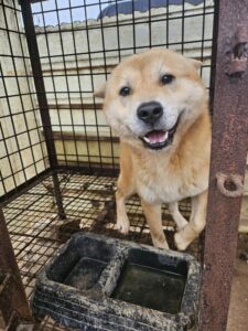 반려동물보호센터에서 보호중인 유기된 강아지소개합니다.