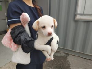 고양시동물보호센터에서 03월 28일 발견해서 보호하고 있는 강아지 정보.