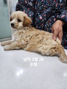 옥천동물병원에서 03월 28일 발견해서 보호하고 있는 강아지 정보입니다.