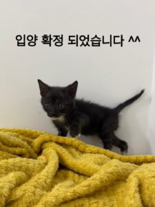 멘토동물병원에서 보호중인 유기된 고양이안내.