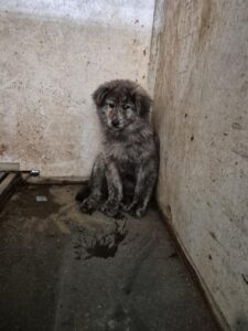 화성동물보호센터에서 03월 28일 발견해서 보호하고 있는 강아지 정보안내.