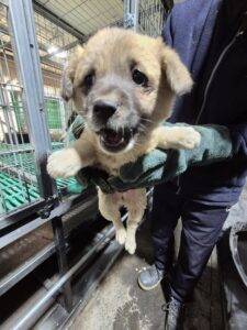 화성동물보호센터에서 03월 28일 발견해서 보호하고 있는 강아지 정보안내.