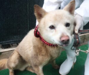 제주 동물보호센터에서 03월 28일 발견해서 보호하고 있는 강아지 정보.