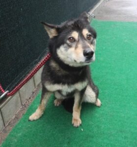 제주 동물보호센터에서 보호중인 유기된 강아지소개합니다.