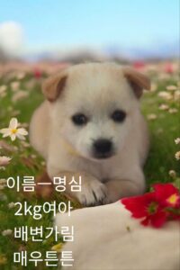 성주유기동물보호센터에서 03월 29일 발견해서 보호하고 있는 강아지 정보안내.