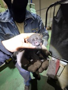 금왕동물병원에서 03월 29일 발견해서 보호하고 있는 고양이 정보안내.