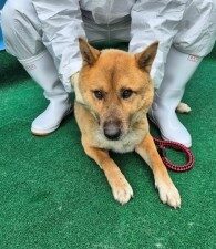 제주 동물보호센터에서 보호중인 유기된 강아지입니다.