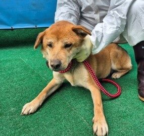 제주 동물보호센터에서 03월 29일 발견해서 보호하고 있는 강아지 정보입니다.