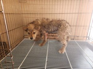 창원유기동물보호소에서 03월 30일 발견해서 보호하고 있는 강아지 정보안내.