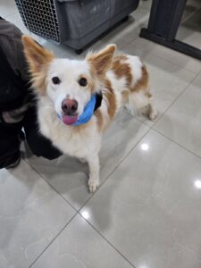 반려동물보호센터에서 03월 30일 발견해서 보호하고 있는 강아지 정보입니다.